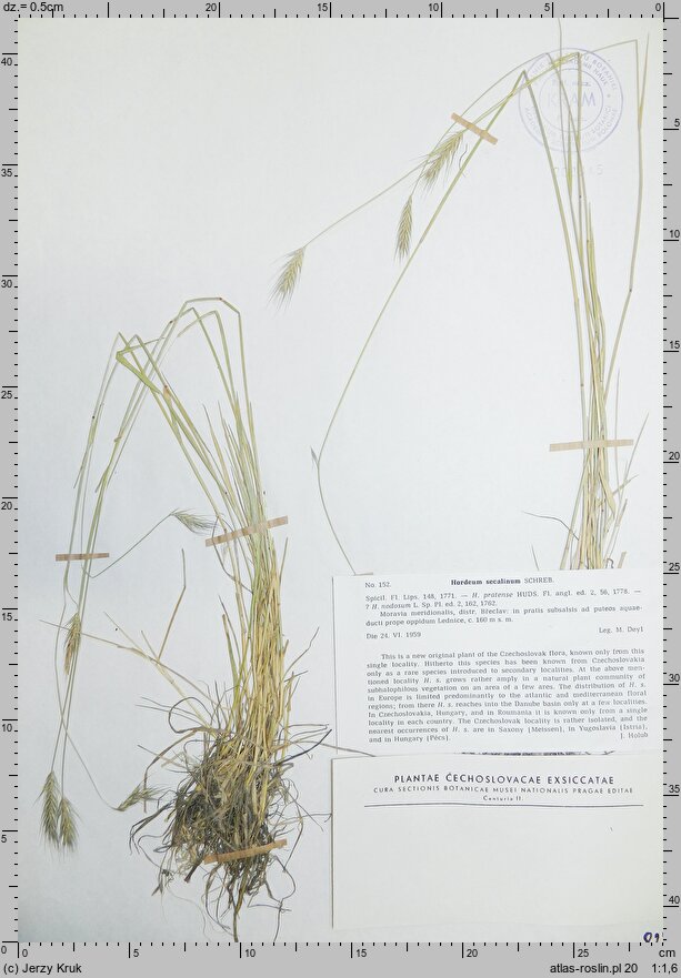 Hordeum secalinum (jęczmień żytni)