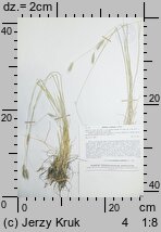 Hordeum secalinum (jęczmień żytni)