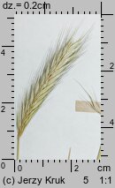 Hordeum secalinum (jęczmień żytni)