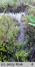 Utricularia ochroleuca (pływacz krótkoostrogowy)