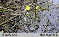 Utricularia ochroleuca (pływacz krótkoostrogowy)