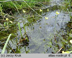 Utricularia ochroleuca (pływacz krótkoostrogowy)