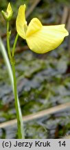 Utricularia ochroleuca (pływacz krótkoostrogowy)