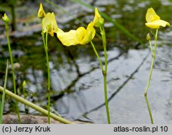 Utricularia ochroleuca (pływacz krótkoostrogowy)