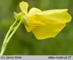 Utricularia ochroleuca (pływacz krótkoostrogowy)