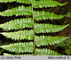 Polystichum braunii (paprotnik Brauna)