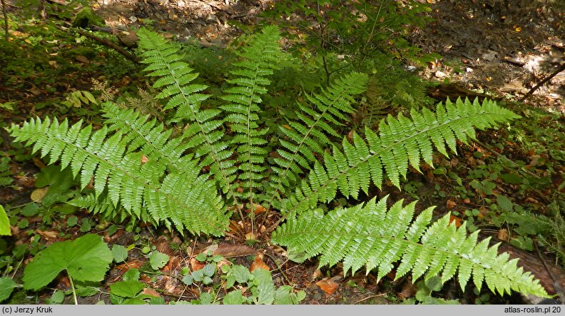 Polystichum braunii (paprotnik Brauna)