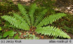 Polystichum braunii (paprotnik Brauna)