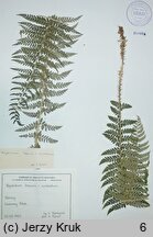 Polystichum ×luerssenii (paprotnik Luerssena)