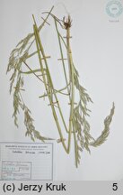 Festuca arundinacea (kostrzewa trzcinowata)