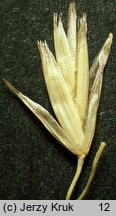 Scolochloa festucacea (skolochloa trzcinowata)