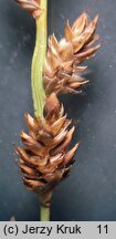 Carex brunnescens ssp. vitilis (turzyca brunatna)