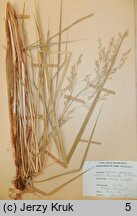 Scolochloa festucacea (skolochloa trzcinowata)