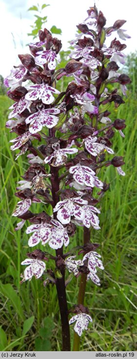 Orchis purpurea (storczyk purpurowy)