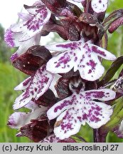 Orchis purpurea (storczyk purpurowy)