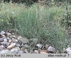 Equisetum ×meridionale