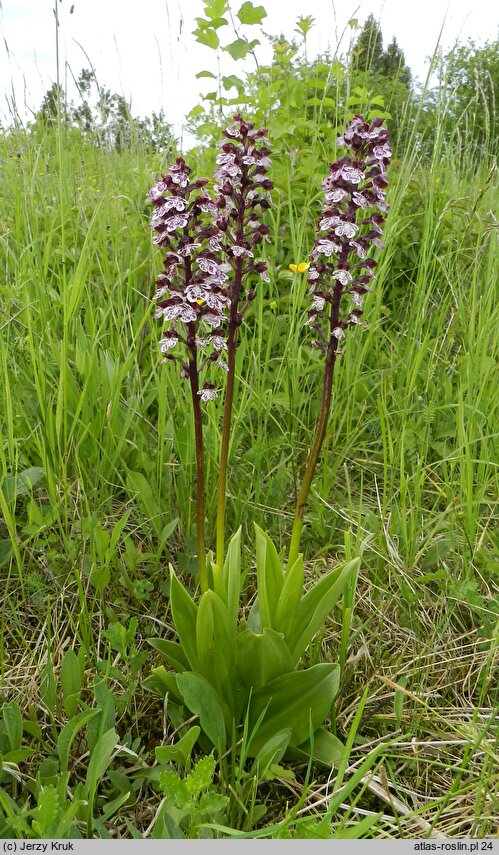 Orchis purpurea (storczyk purpurowy)