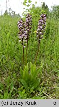 Orchis purpurea (storczyk purpurowy)