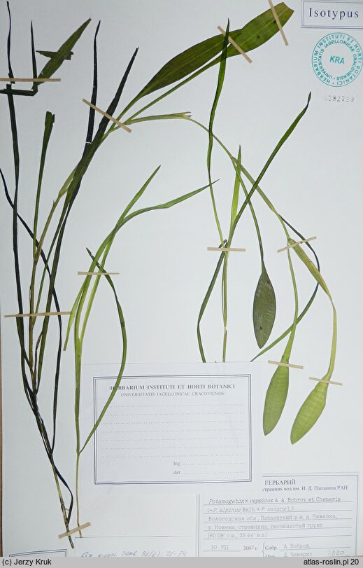 Potamogeton ×vepsicus (rdestnica wepska)