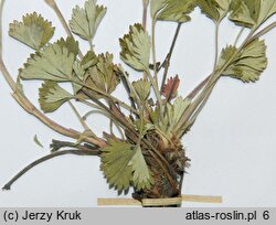 Potentilla schultzii (pięciornik Schultza)