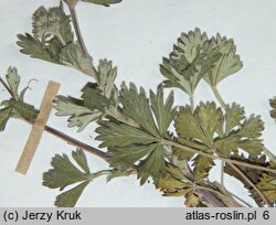 Potentilla ×tynieckii (pięciornik Tynieckiego)