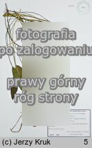 Potamogeton ×gessnacensis (rdestnica Gesnacka)