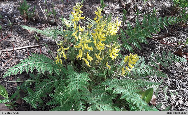 Corydalis cheilanthifolia (kokorycz paprociowa)