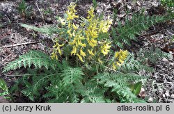 Corydalis cheilanthifolia (kokorycz paprociowa)
