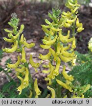 Corydalis cheilanthifolia (kokorycz paprociowa)