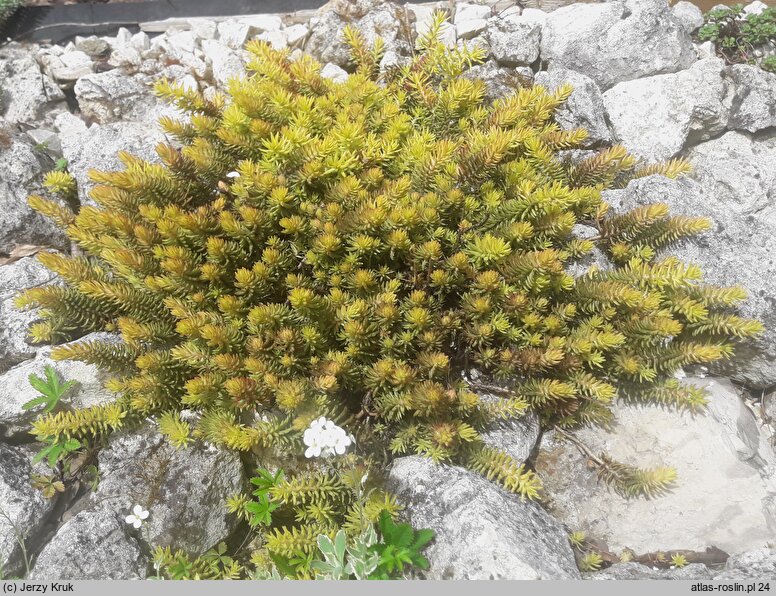 Petrosedum rupestre Aureum