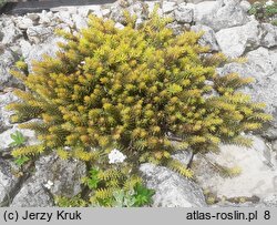 Petrosedum rupestre Aureum