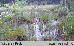 Utricularia ochroleuca (pływacz krótkoostrogowy)
