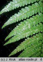 Dryopteris filix-mas (nerecznica samcza)