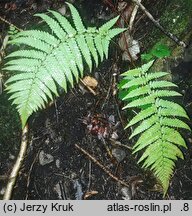 Dryopteris filix-mas (nerecznica samcza)