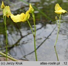 Utricularia ochroleuca (pływacz krótkoostrogowy)