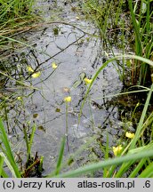 Utricularia ochroleuca (pływacz krótkoostrogowy)