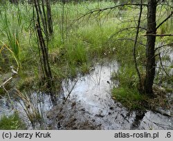 Utricularia ochroleuca (pływacz krótkoostrogowy)