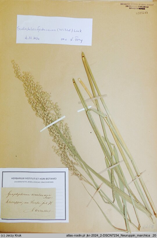 Scolochloa marchica