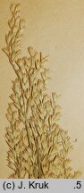 Scolochloa marchica