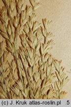 Scolochloa marchica