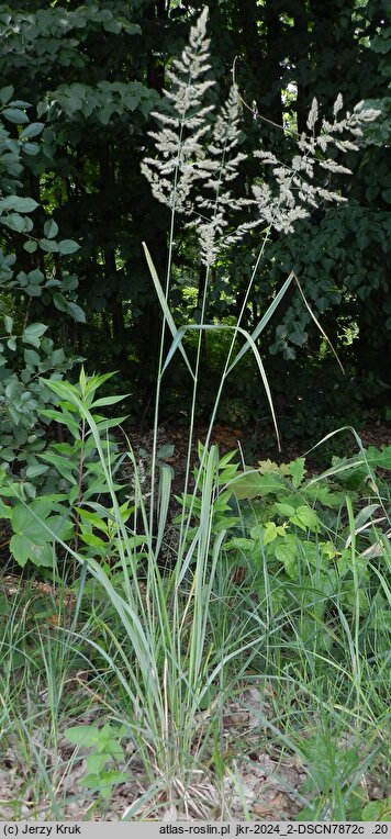 Calamagrostis epigejos (trzcinnik piaskowy)