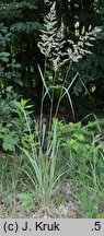 Calamagrostis epigejos (trzcinnik piaskowy)