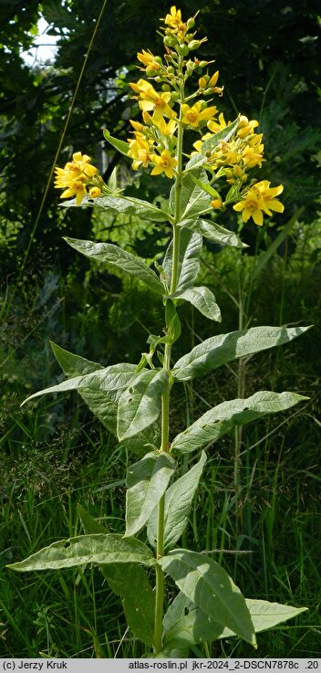 Lysimachia vulgaris (tojeść pospolita)