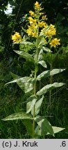 Lysimachia vulgaris (tojeść pospolita)