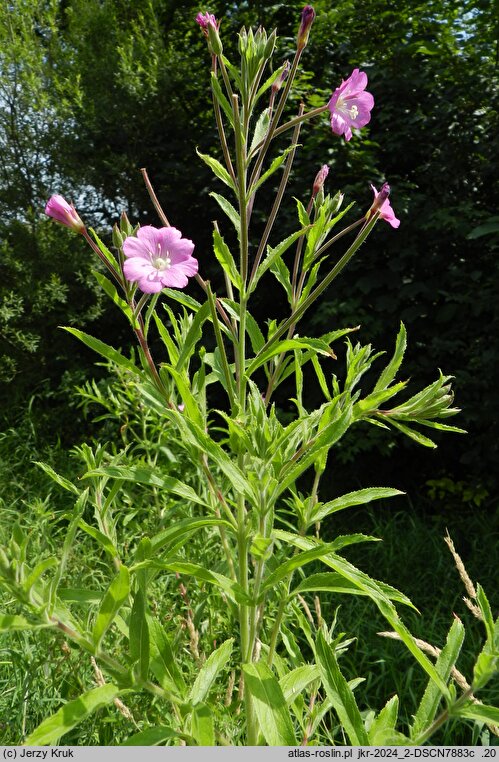 Epilobium hirsutum (wierzbownica kosmata)