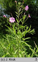 Epilobium hirsutum (wierzbownica kosmata)