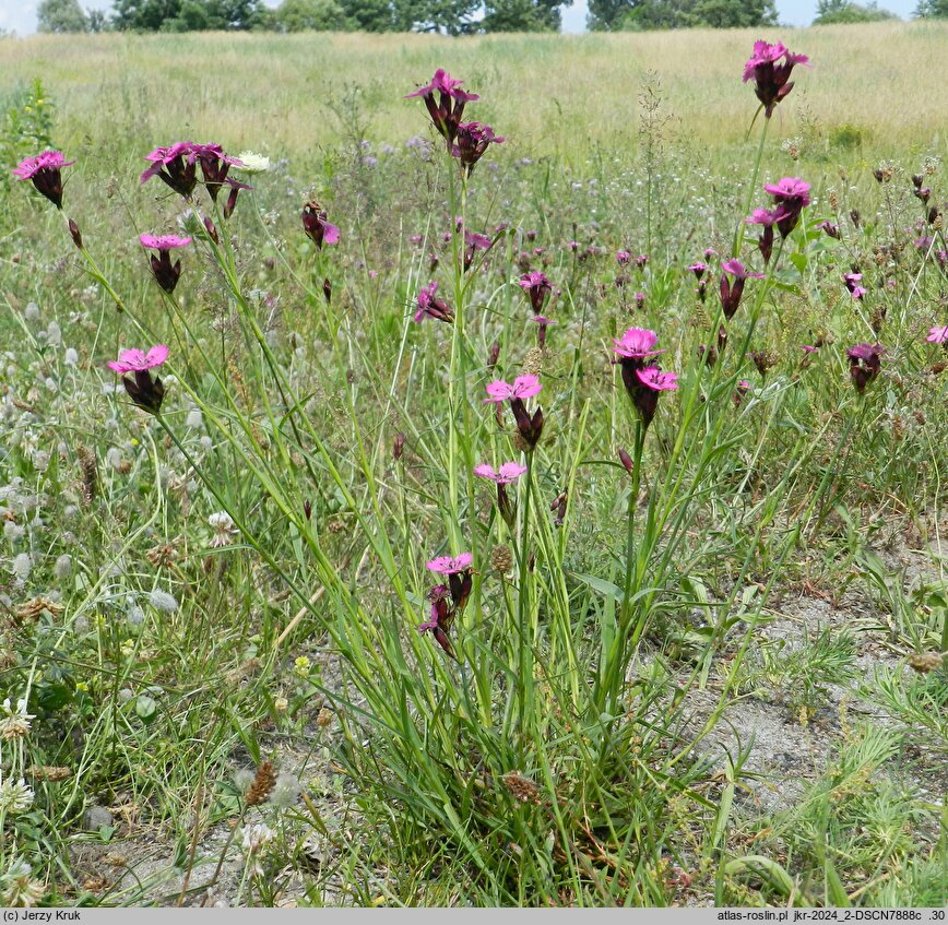 Dianthus carthusianorum (goździk kartuzek)