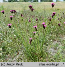 Dianthus carthusianorum (goździk kartuzek)
