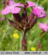 Dianthus carthusianorum (goździk kartuzek)