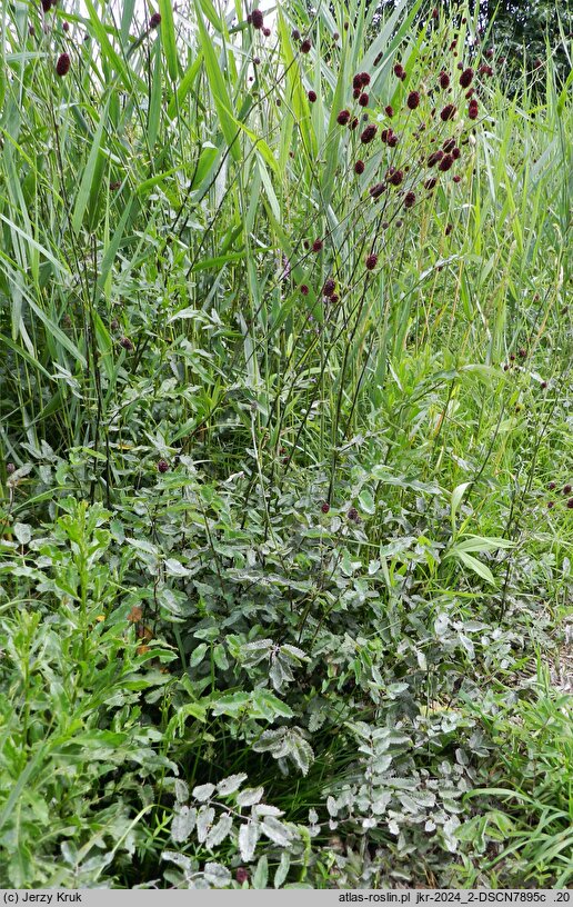 Sanguisorba officinalis (krwiściąg lekarski)
